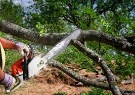 Reliable Olga, FL  Tree Services Solutions